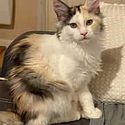 Alya a rejoint le concours — aidez-le/la à gagner de superbes lots ! cat, calico, fluffy, fur, pet, indoor, pillow, curious, sitting, animal, domestic, feline, whiskers, ears, eyes, tail, cozy, home, furniture, relaxed