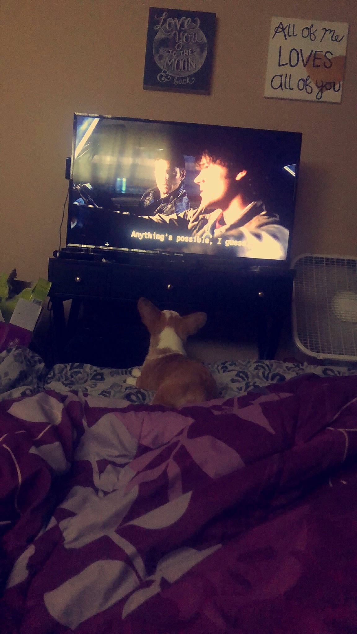 Bug joined the competition — help win amazing prizes! bed, bed_sheet, canidae, couch, fireplace, furniture, guard_dog, heat, house, living_room, room, sky