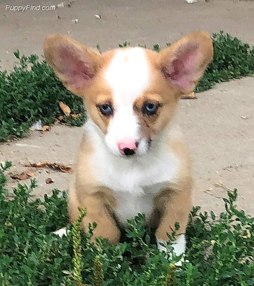 Bug joined the competition — help win amazing prizes! ancient_dog_breeds, canidae, cardigan_welsh_corgi, carnivore, chihuahua, companion_dog, corgi_chihuahua, dog, dog_breed, fawn, mammal, miniature_fox_terrier, pembroke_welsh_corgi, puppy, rare_breed_dog, snout, street_dog, teddy_roosevelt_terrier, vertebrate, welsh_corgi