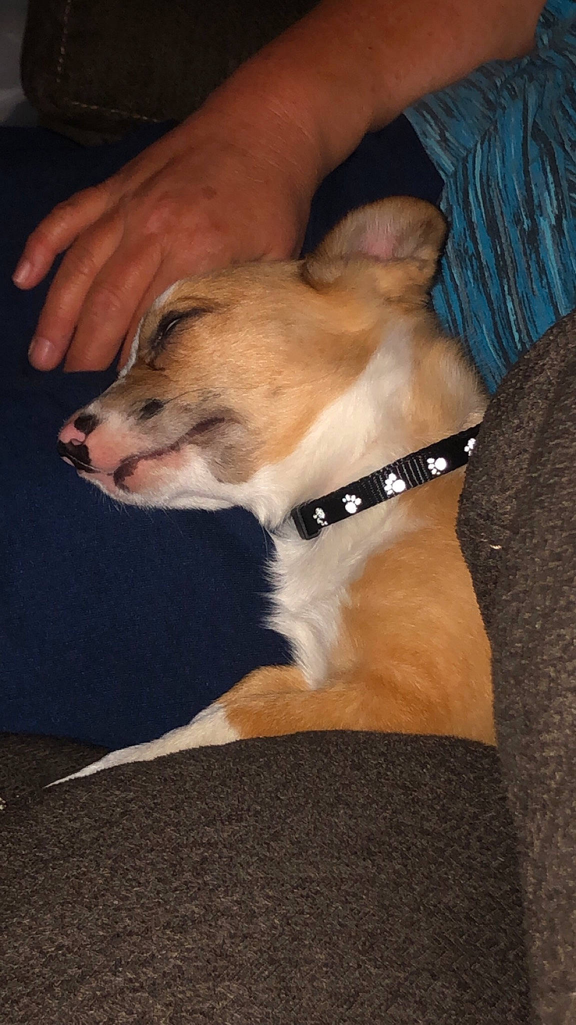 Bug joined the competition — help win amazing prizes! canidae, carnivore, dog, dog_breed, fawn, feist, lurcher, mammal, snout, whippet