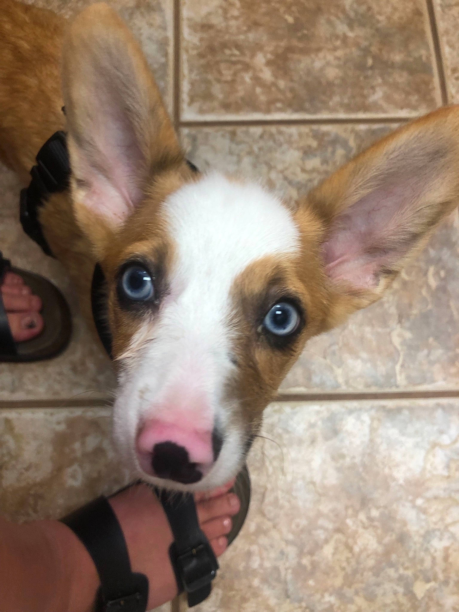 Bug joined the competition — help win amazing prizes! basenji, canidae, cardigan_welsh_corgi, carnivore, dog, dog_breed, ear, fawn, hunting_dog, ibizan_hound, mammal, podenco_canario, snout, teddy_roosevelt_terrier, vertebrate, welsh_corgi, whiskers