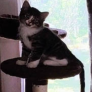 Flopsy joined the competition — help win amazing prizes! cat, kitten, tabby, white_paws, white_chest, cat_tree, perched, indoor, window, daylight, curious, pet, feline, animal, looking, young_cat, fur, whiskers, tail, raised_ears