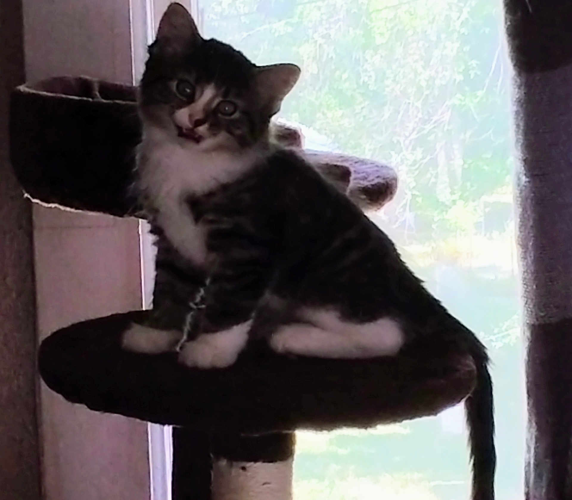 Flopsy joined the competition — help win amazing prizes! cat, kitten, tabby, white_paws, white_chest, cat_tree, perched, indoor, window, daylight, curious, pet, feline, animal, looking, young_cat, fur, whiskers, tail, raised_ears