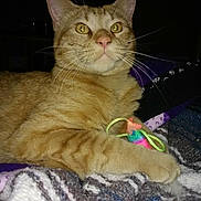 Hydyn is registered to the contest to win money with this photo: cat, orange_tabby, pet, animal, toy, blanket, paw, whiskers, indoor, cozy, feline, closeup, relaxed, striped, cute, mammal, domestic, fur, playful, sleepy