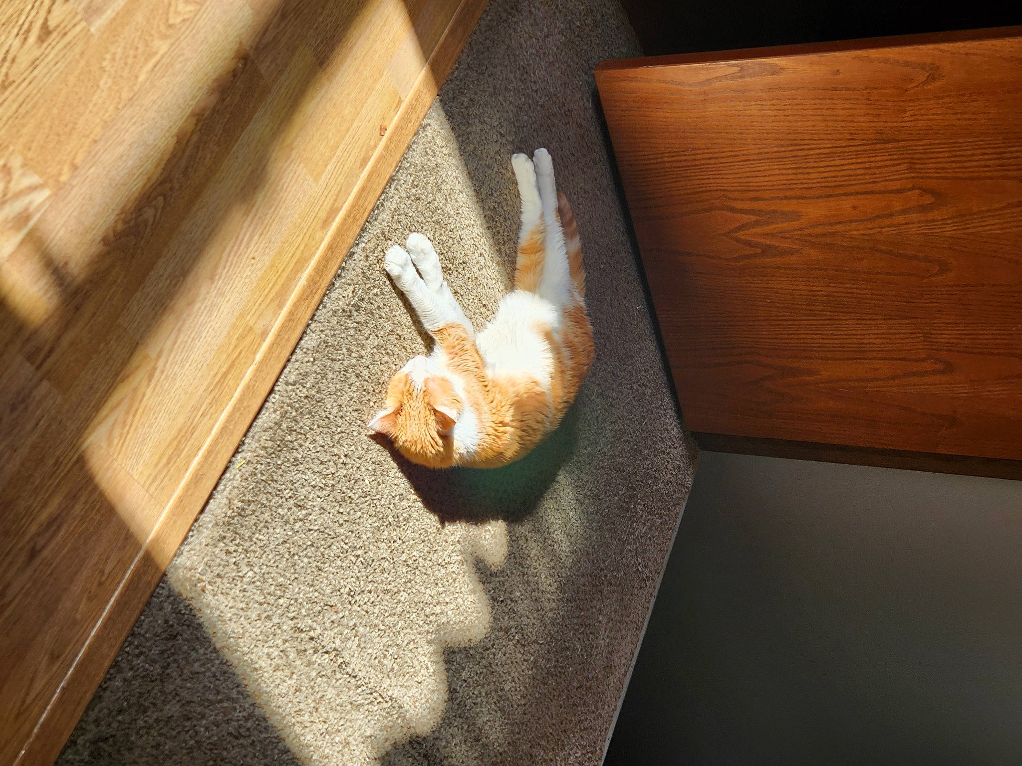 Felix is registered to the contest to win money with this photo: carnivore, chair, chest_of_drawers, comfort, drawer, fawn, felidae, flooring, fur, hardwood, pattern, plywood, rectangle, room, small_to_medium_sized_cats, table, tail, varnish, wood, wood_stain