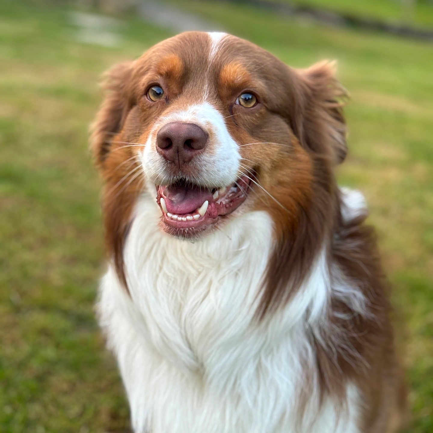 Réveun a rejoint le concours — aidez-le/la à gagner de superbes lots ! animal, bodypart, canine, cockerspaniel, collie, dog, field, goldenretriever, grass, grassland, hound, husky, lawn, mouth, nature, outdoors, person, pet, plant, puppy