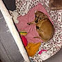 Goldie joined the competition — help win amazing prizes! puppy, dog, pet_bed, blanket, plush_toy, red_pillow, leopard_print, brown, small_dog, cozy, indoor, fabric, cushion, resting, animal, cute, soft, comfort, pet, home