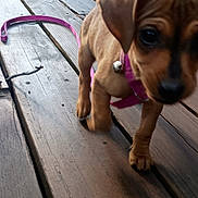Goldie joined the competition — help win amazing prizes! puppy, dog, leash, wooden_deck, pet, animal, outdoor, closeup, brown, collar, cute, walking, small, young, canine, fur, tail, paw, playful, pet_accessory