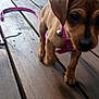 puppy, dog, leash, wooden_deck, pet, animal, outdoor, closeup, brown, collar, cute, walking, small, young, canine, fur, tail, paw, playful, pet_accessory