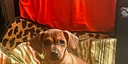 Goldie is registered to the contest to win money with this photo: puppy, dog, brown, striped_blanket, leopard_print, cushion, orange_shirt, text, indoor, pet, cute, small_dog, sitting, collar, animal, furniture, cozy, young, portrait, domestic_animal
