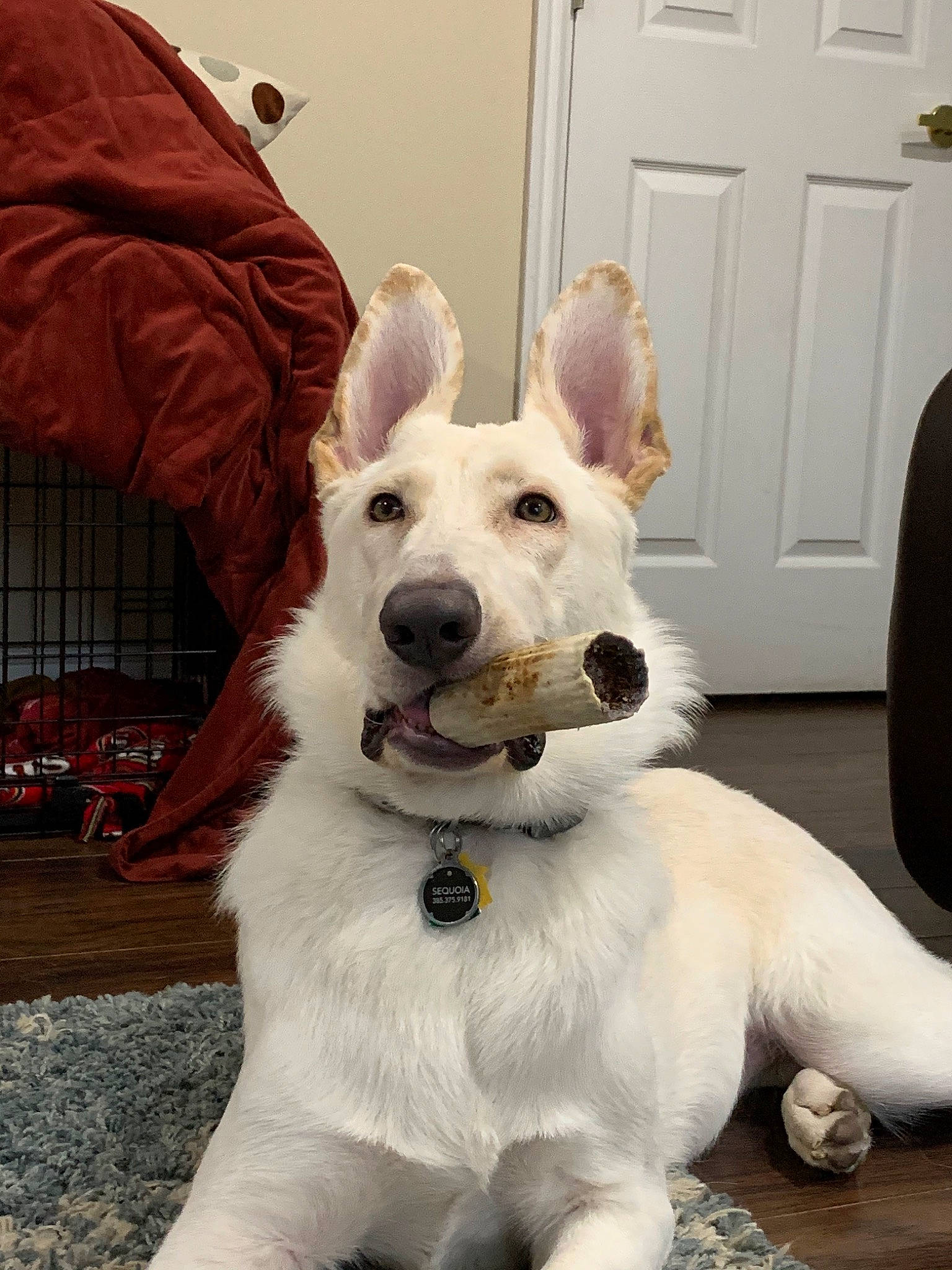 Sequoia joined the competition — help win amazing prizes! berger_blanc_suisse, canidae, carnivore, companion_dog, dog, dog_breed, mammal, rare_breed_dog, snout, vertebrate, white_shepherd
