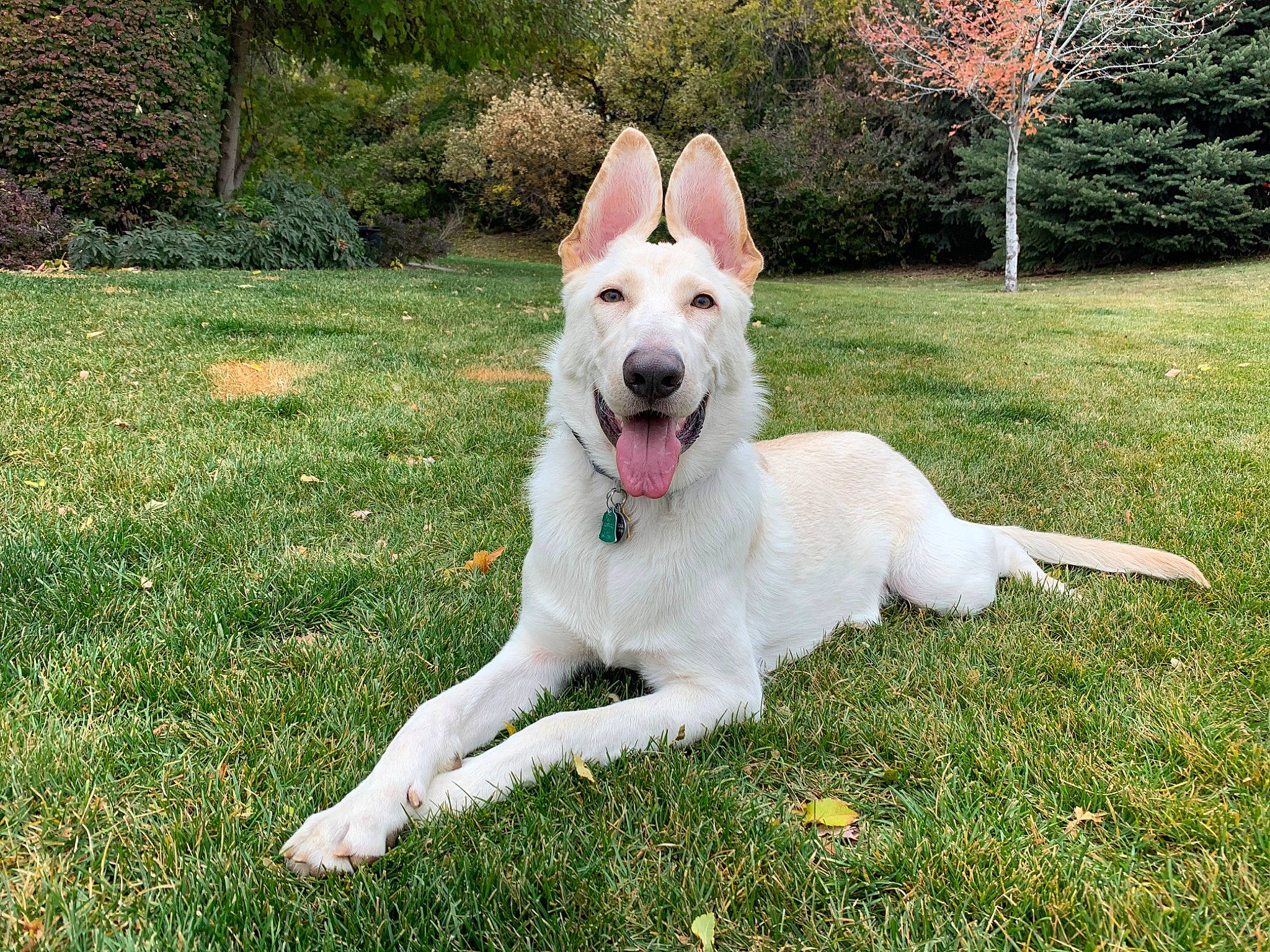 Sequoia joined the competition — help win amazing prizes! berger_blanc_suisse, canidae, carnivore, carolina_dog, companion_dog, dog, dog_breed, fawn, german_shepherd_dog, herding_dog, mammal, rare_breed_dog, vertebrate, white_shepherd