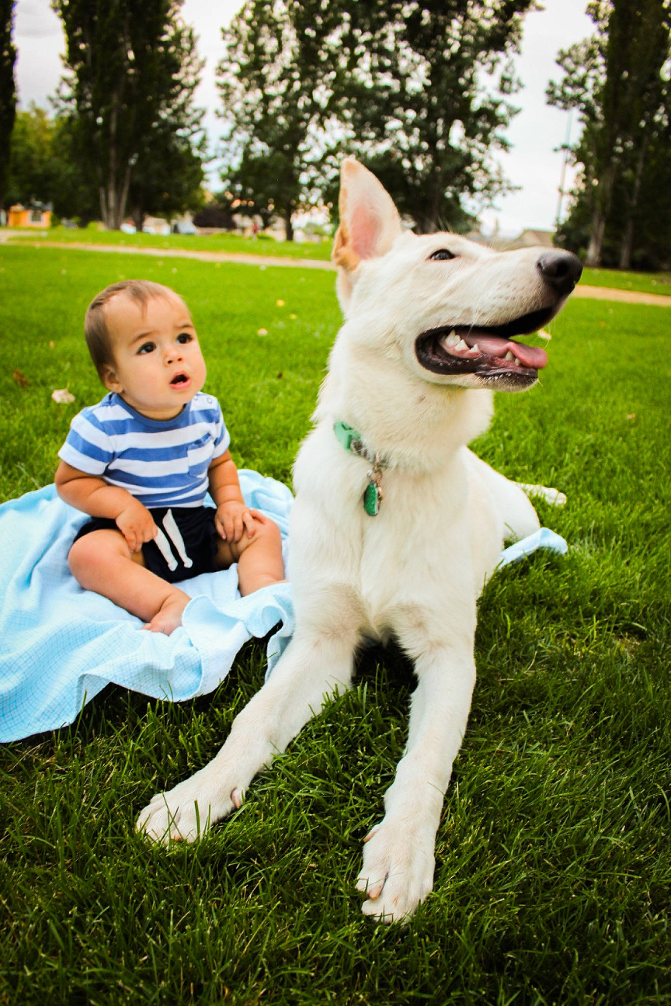 Sequoia joined the competition — help win amazing prizes! berger_blanc_suisse, canidae, carnivore, carolina_dog, child, companion_dog, dog, dog_breed, grass, green, korean_jindo_dog, lawn, mammal, northern_inuit_dog, norwegian_buhund, photography, plant, vertebrate, white_shepherd