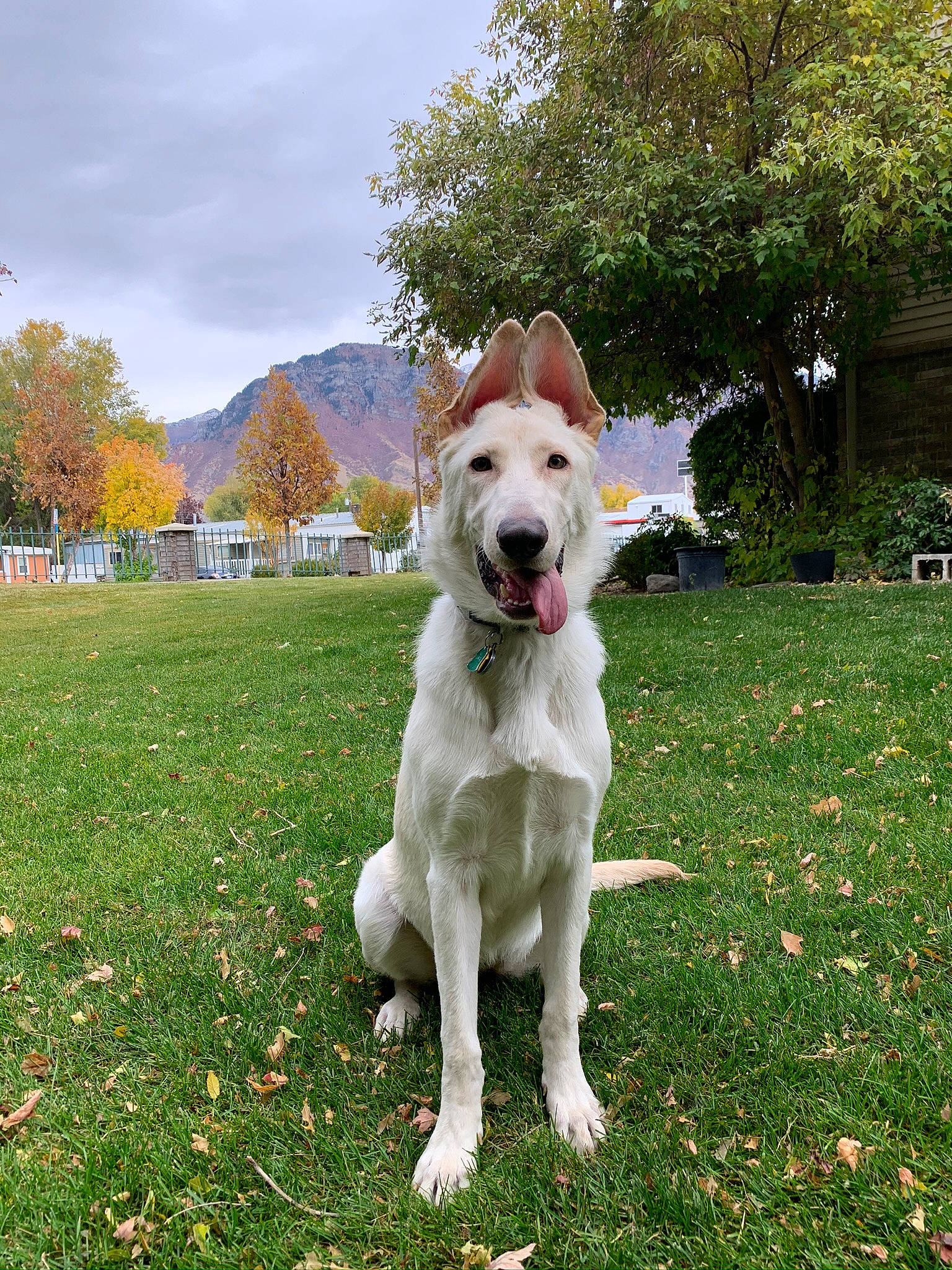 Sequoia joined the competition — help win amazing prizes! berger_blanc_suisse, canidae, carnivore, companion_dog, dog, dog_breed, fawn, grass, mammal, pungsan_dog, rare_breed_dog, sporting_group, vertebrate, white_shepherd