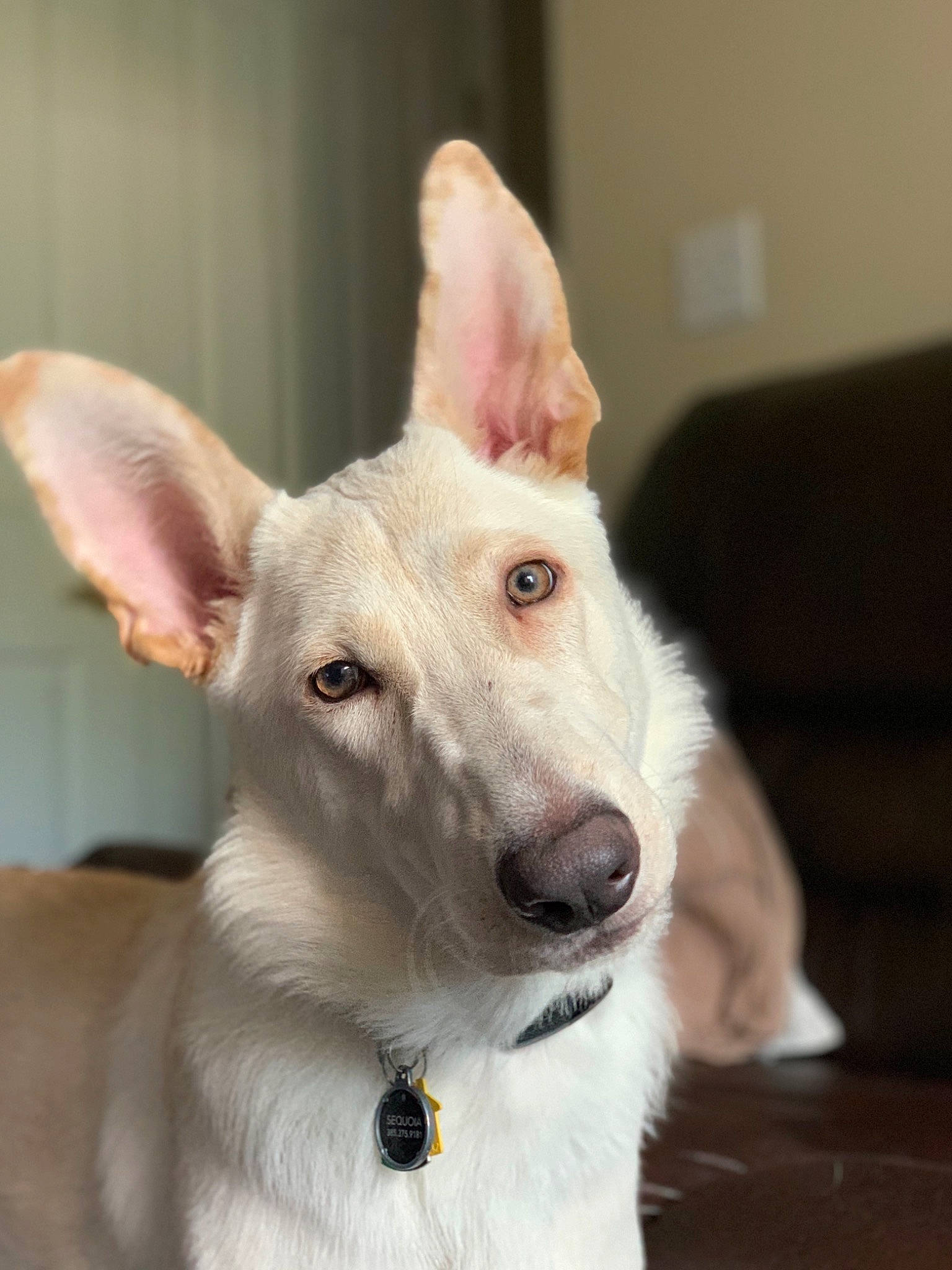Sequoia is registered to the contest to win money with this photo: berger_blanc_suisse, canaan_dog, canidae, carnivore, carolina_dog, dog, dog_breed, ear, ibizan_hound, mammal, rare_breed_dog, snout, vertebrate, whiskers, white_shepherd