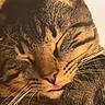 cat, tabby_cat, close_up, face, whiskers, tongue, sleeping, eyes_closed, feline, fur, striped_fur, nose, mouth, portrait, warm_lighting, cozy, indoor, relaxed, cute, pet