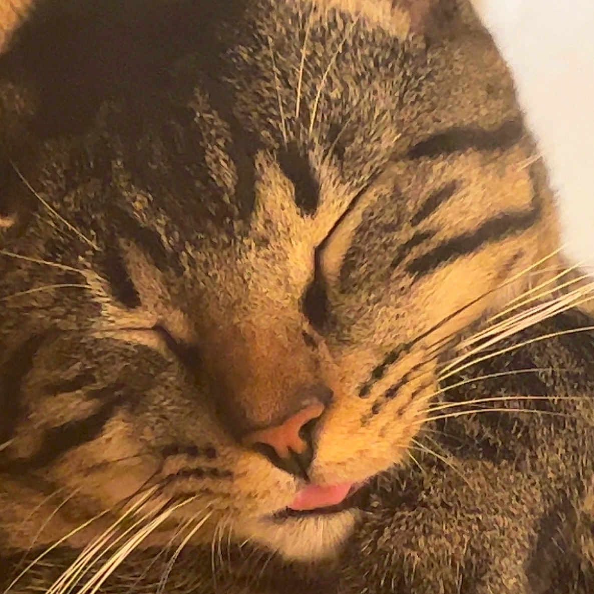 Pepito