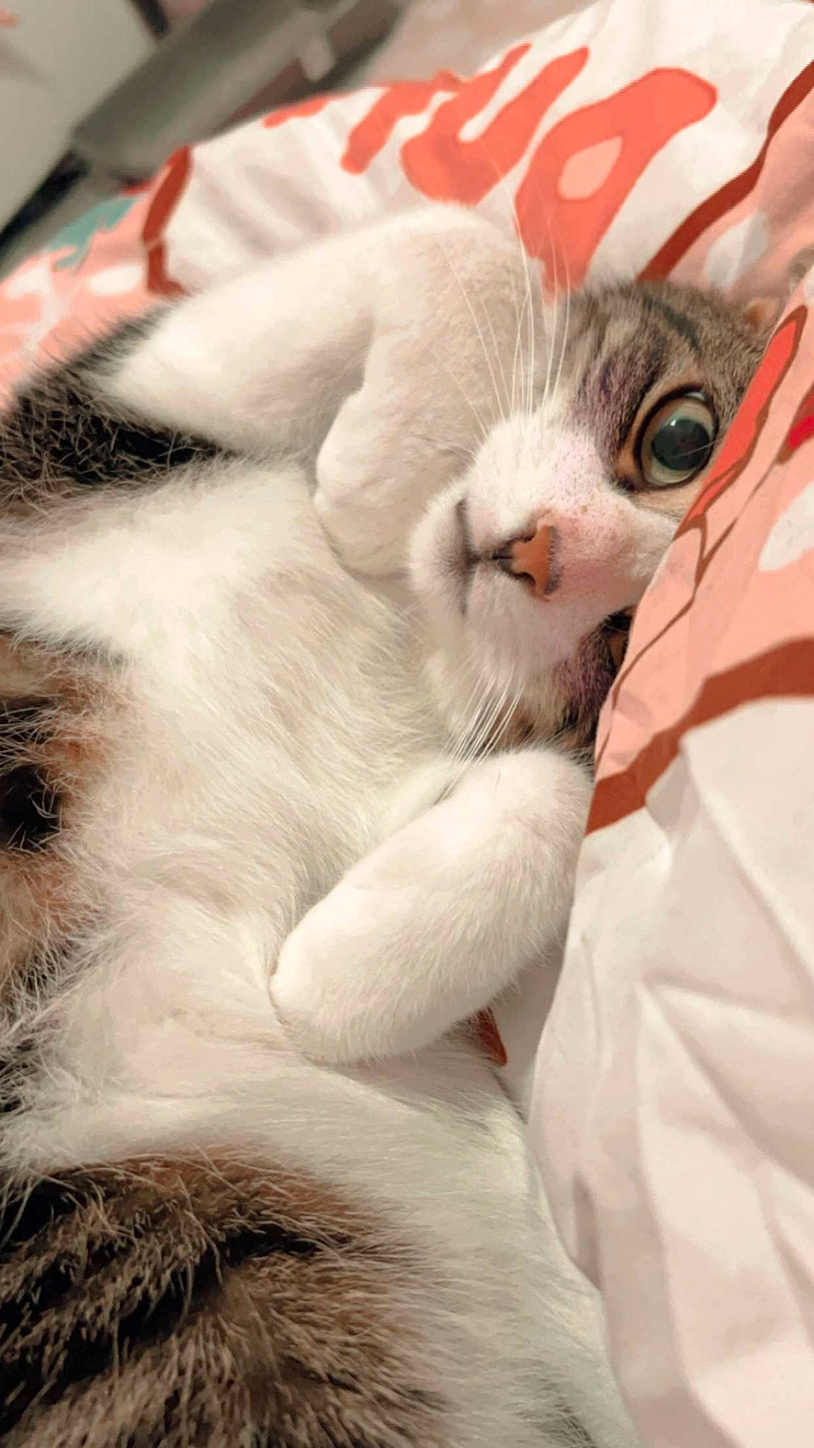 Felix is registered to the contest to win money with this photo: carnivore, cat, claw, comfort, domestic_short_haired_cat, fang, fawn, felidae, fur, nap, paw, small_to_medium_sized_cats, tail, terrestrial_animal, whiskers