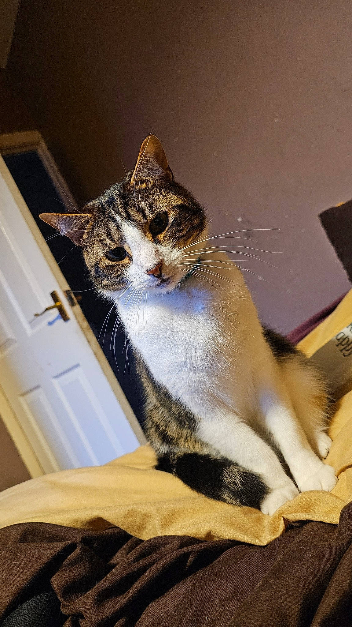 Felix joined the competition — help win amazing prizes! carnivore, cat, comfort, domestic_short_haired_cat, door, felidae, fur, linens, paw, sitting, small_to_medium_sized_cats, snout, tail, whiskers, window