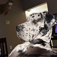 Canik joined the competition — help win amazing prizes! animal, background, black_and_white, brown_eyes, canine, chair, close_up, deer_head, dog, domestic_animal, furniture, great_dane, household, indoor, living_room, mammal, pet, spotted_coat, taxidermy, wall_mount