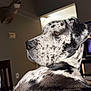 animal, background, black_and_white, brown_eyes, canine, chair, close_up, deer_head, dog, domestic_animal, furniture, great_dane, household, indoor, living_room, mammal, pet, spotted_coat, taxidermy, wall_mount