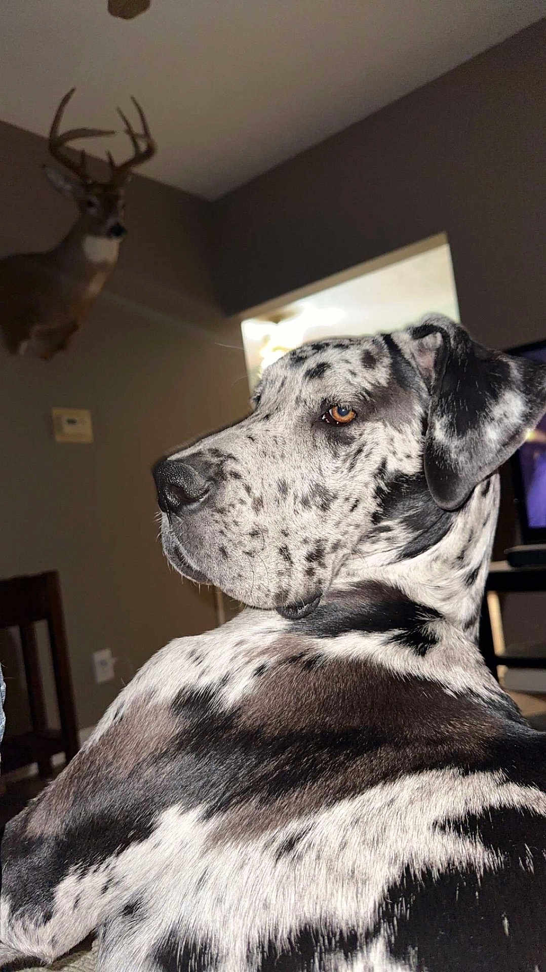 Canik
