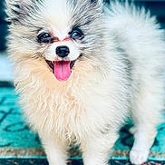 Meeko joined the competition — help win amazing prizes! dog, pomernian, fluffy, happy, tongue_out, pet, animal, portrait, cute, furry, small_dog, standing, outdoor, blue_background, muzzle, ears, eyes, nose, fur, canine