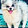 Meeko