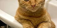 Uzi a rejoint le concours — aidez-le/la à gagner de superbes lots ! cat, ginger_cat, sink, bathroom, curious, pet, animal, feline, whiskers, ears, fur, domestic_animal, indoor, plumbing, tap, white_sink, closeup, cute, relaxed, looking