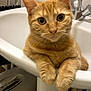 cat, ginger_cat, sink, bathroom, curious, pet, animal, feline, whiskers, ears, fur, domestic_animal, indoor, plumbing, tap, white_sink, closeup, cute, relaxed, looking