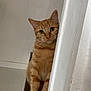 cat, orange_tabby, curious, indoor, wooden_surface, white_wall, pet, animal, feline, looking, ears_up, whiskers, closeup, domestic_cat, cute, alert, sitting, side_view, home, eyes_wide_open