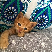 Uzi a rejoint le concours — aidez-le/la à gagner de superbes lots ! kitten, orange_cat, pet, cute, curious, cushion, gray_pattern, background_pattern, indoor, cozy, feline, small_cat, resting, looking, paw, ears, young_cat, animal, domestic_cat, soft