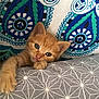 kitten, orange_cat, pet, cute, curious, cushion, gray_pattern, background_pattern, indoor, cozy, feline, small_cat, resting, looking, paw, ears, young_cat, animal, domestic_cat, soft