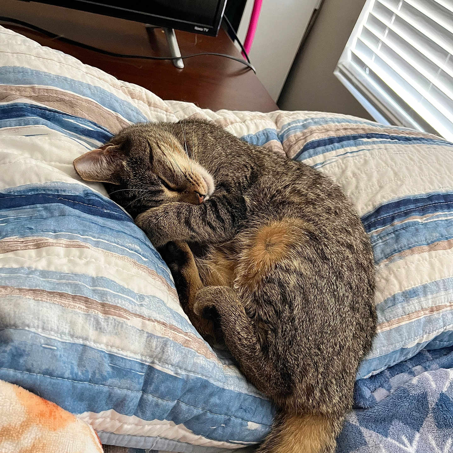 Luna is registered to the contest to win money with this photo: bed, blanket, blinds, cat, cozy, domestic_animal, feline, fur, home, indoor, pet, pillow, quiet, relaxed, resting, sleeping, striped, tabby_cat, tail, window