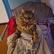 Chachou a rejoint le concours — aidez-le/la à gagner de superbes lots ! cat, tabby_cat, fluffy, fur, whiskers, ears, eyes, pet, animal, sitting, blanket, blankets, chair, indoor, home, portrait, front_view, brown, gray, cozy