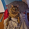 cat, tabby_cat, fluffy, fur, whiskers, ears, eyes, pet, animal, sitting, blanket, blankets, chair, indoor, home, portrait, front_view, brown, gray, cozy