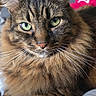 Chachou participe au concours pour gagner de l'argent avec cette photo : cat, tabby_cat, longhaired_cat, fluffy, brown, striped, green_eyes, animal, pet, feline, whiskers, ears, paws, fur, portrait, closeup, indoors, bed, relaxed, looking_at_camera