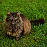 Chachou a rejoint le concours — aidez-le/la à gagner de superbes lots ! cat, longhaired_cat, fluffy, tabby, green_eyes, whiskers, tail, grass, outdoor, garden, animal, pet, feline, standing, portrait, looking_at_camera, fur, nature, green_background, photography