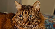 Chachou participe au concours pour gagner de l'argent avec cette photo : cat, tabby, pet, animal, feline, portrait, close_up, wide_eyes, whiskers, ears, striped_fur, brown_fur, green_eyes, lying_down, bed, blanket, bedding, indoors, cozy, photography