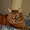 cat, tabby, pet, animal, feline, portrait, close_up, wide_eyes, whiskers, ears, striped_fur, brown_fur, green_eyes, lying_down, bed, blanket, bedding, indoors, cozy, photography