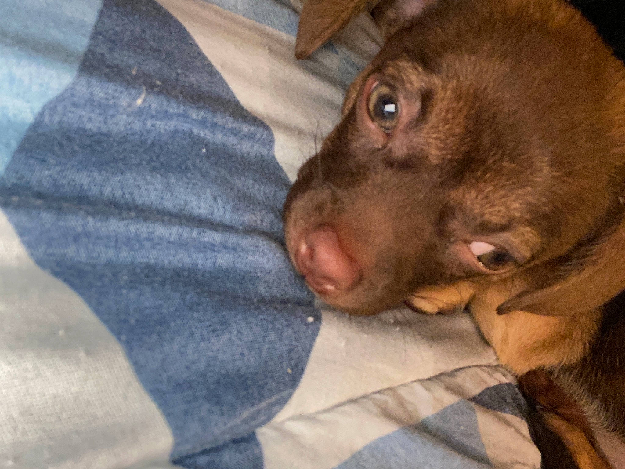 Gigi is registered to the contest to win money with this photo: brown, canidae, carnivore, comfort, companion_dog, dog, dog_breed, fawn, fur, liver, organ, skin, snout, sporting_group, vertebrate, whiskers, working_animal, working_dog