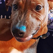 Diesel is registered to the contest to win money with this photo: blanket, brown_coat, close_up, collar, cute, dog, eyes, fur, glossy_eyes, indoor, lighting, looking_at_camera, nose, patterned_bed, pet, playful, portrait, puppy, relaxed, whiskers