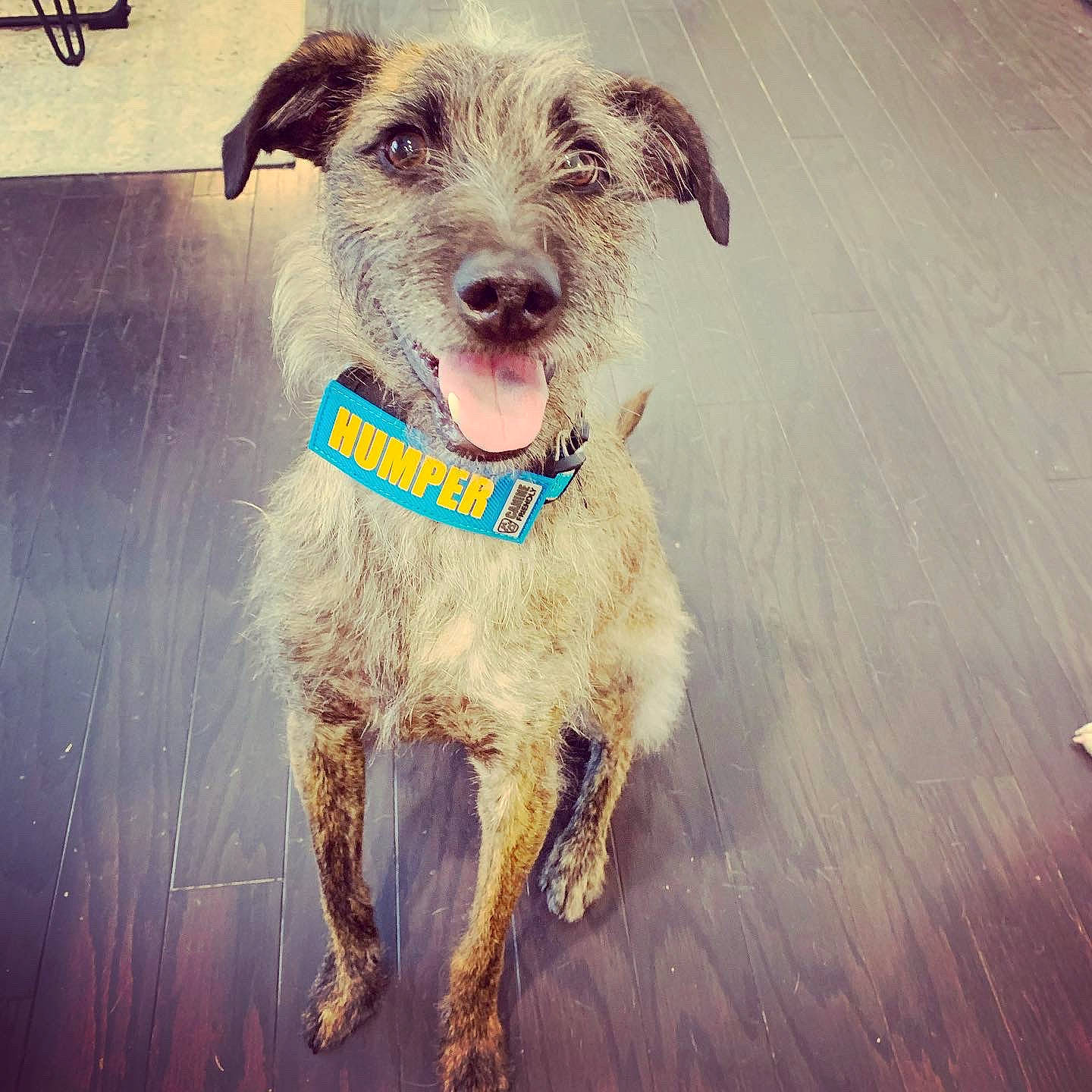 Fred joined the competition — help win amazing prizes! carnivore, cloud, collar, companion_dog, dog, dog_breed, dog_collar, dog_supply, eyewear, fawn, glasses, happy, leash, meteorological_phenomenon, snout, sporting_group, sunglasses, vision_care, wood, working_animal