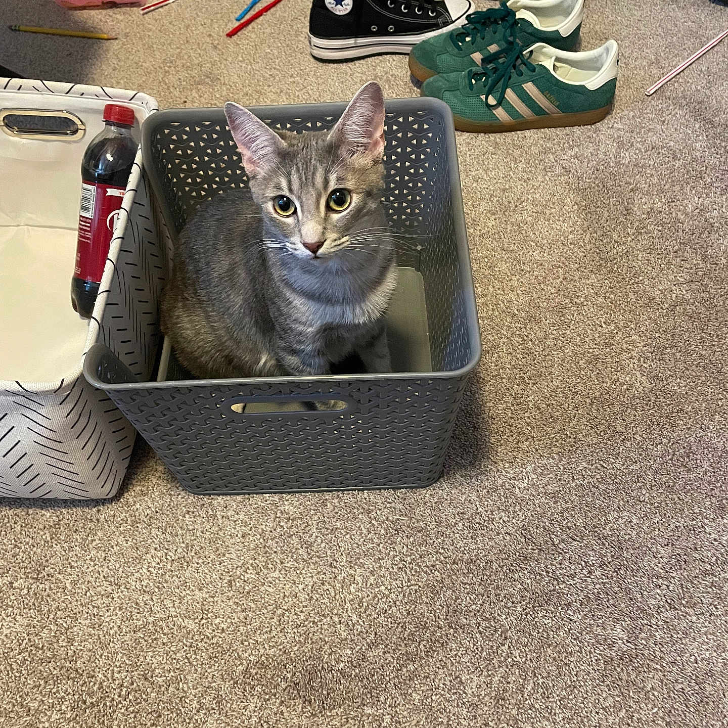 Beomie joined the competition — help win amazing prizes! adidas_shoes, carpet, cat, converse, crocs, ears, eyes, floor, gray_cat, indoor, kitten, living_space, pencil, pet, plastic_basket, sneakers, soda_bottle, storage_basket, toy, whiskers