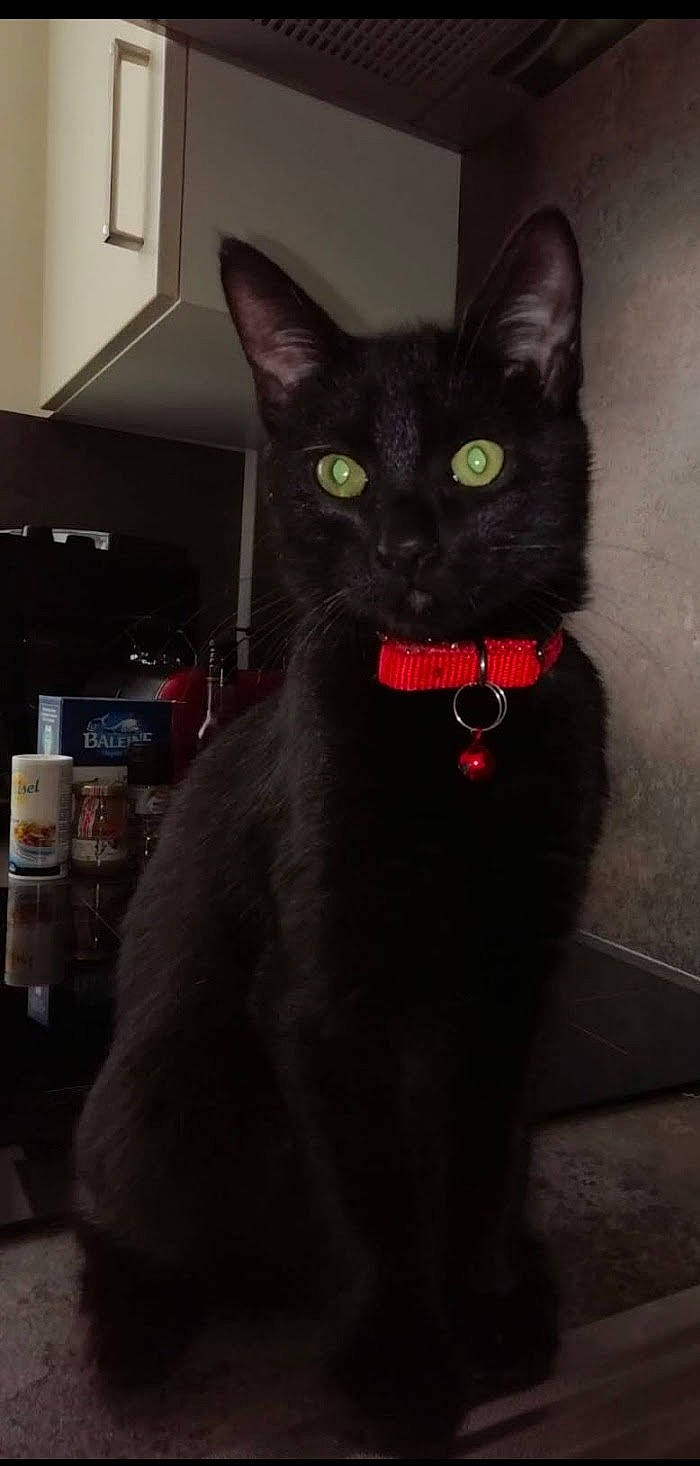 Rubis a rejoint le concours — aidez-le/la à gagner de superbes lots ! black_cat, bombay, carnivore, cat, collar, domestic_short_haired_cat, felidae, fur, grey, havana_brown, home_appliance, kitchen_appliance, pet_supply, small_to_medium_sized_cats, snout, tail, terrestrial_animal, whiskers