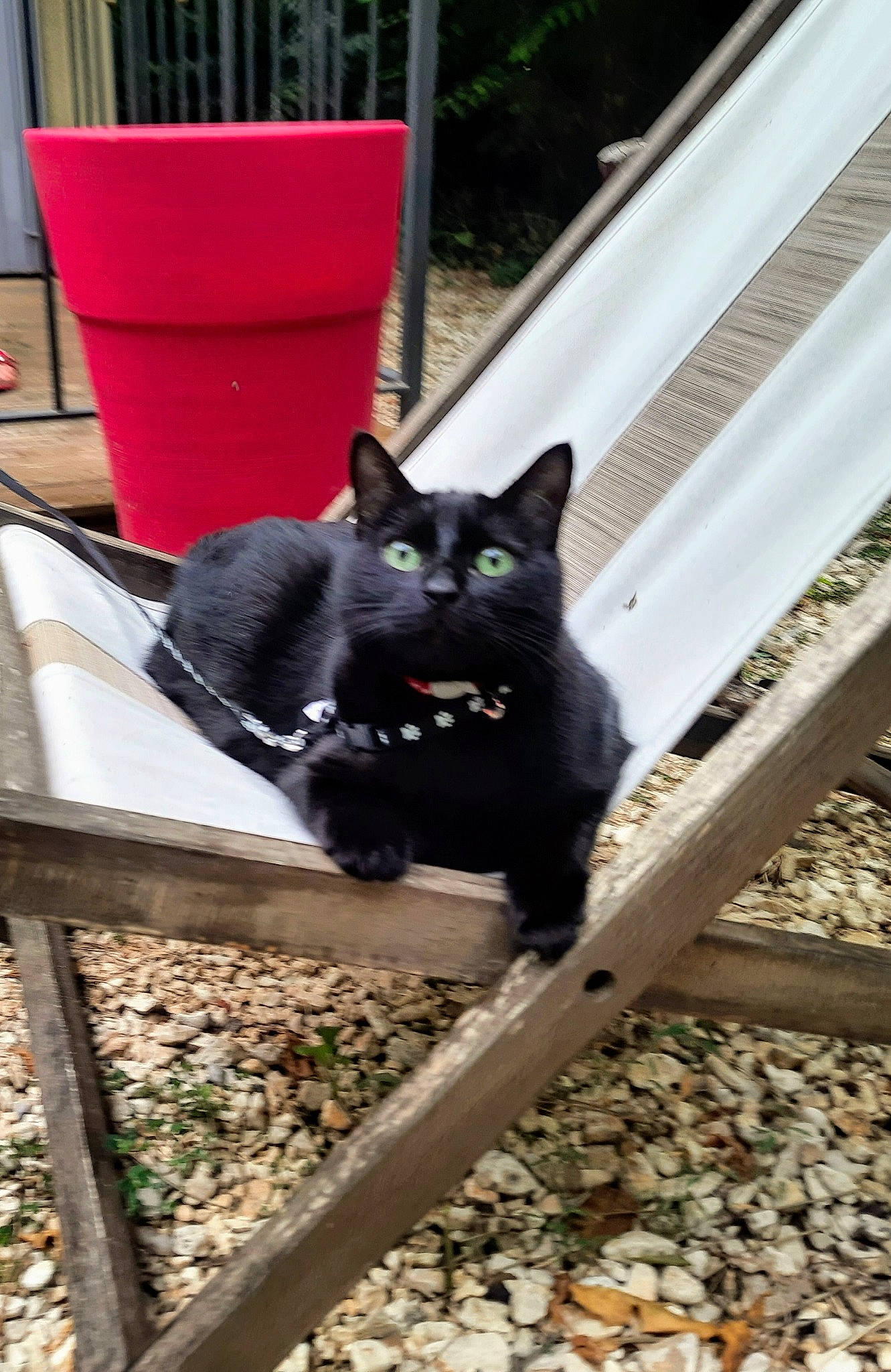 Rubis participe au concours pour gagner de l'argent avec cette photo : black_cat, bombay, carnivore, cat, domestic_short_haired_cat, felidae, flowerpot, fur, grass, grey, plant, sitting, small_to_medium_sized_cats, snout, soil, stairs, tail, tree, whiskers, wood