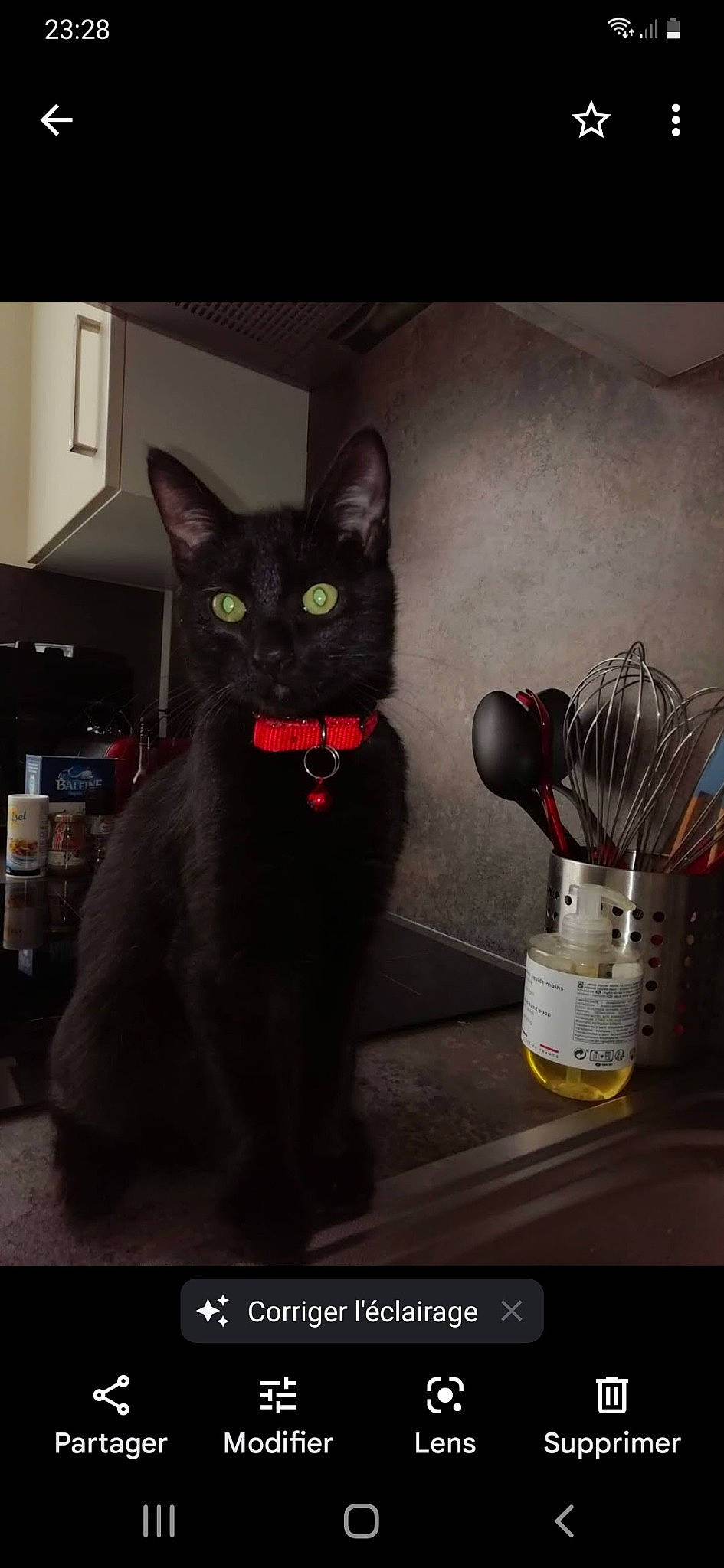 Rubis a rejoint le concours — aidez-le/la à gagner de superbes lots ! black_cat, bombay, carmine, carnivore, cat, darkness, domestic_short_haired_cat, felidae, font, fur, grey, mechanical_fan, paw, photo_caption, scale, small_to_medium_sized_cats, still_life_photography, tail, vertebrate, whiskers