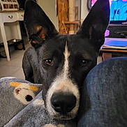 Yoki a rejoint le concours — aidez-le/la à gagner de superbes lots ! black_and_white, blanket, canine, close_up, cozy, curious, dog, ears, face, floor, furniture, home, indoor, living_room, looking, paw_print, people_on_tv, pet, resting, television