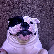 Bailey joined the competition — help win amazing prizes! dog, bulldog, pet, lying_down, carpet, white_fur, black_fur, face, closeup, funny_expression, animal, cute, indoor, paw, nose, ears, tongue_hidden, wrinkles, smiling, friendly