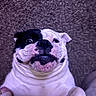 dog, bulldog, pet, lying_down, carpet, white_fur, black_fur, face, closeup, funny_expression, animal, cute, indoor, paw, nose, ears, tongue_hidden, wrinkles, smiling, friendly